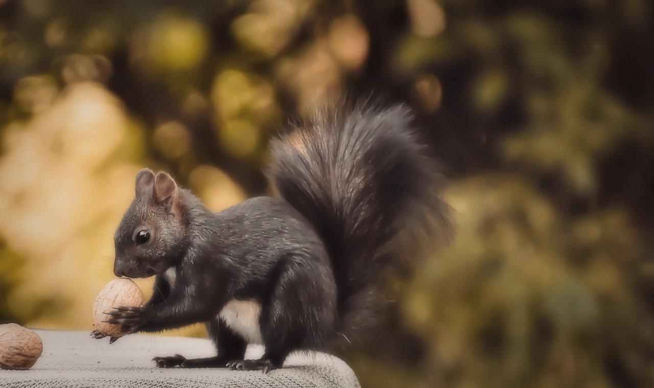 小松鼠的午餐时间