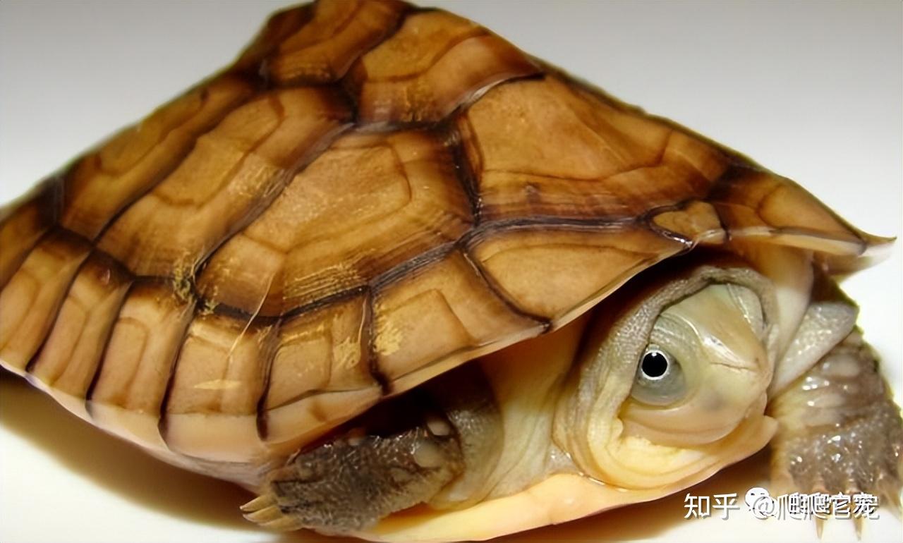 黄喉拟水龟从小发色成黄色了,如果放到普通环境,会再变成绿色或者黑色