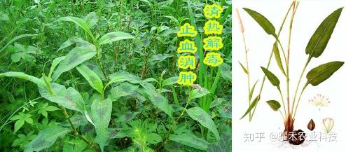 草血竭跟拳参是一个东西吗