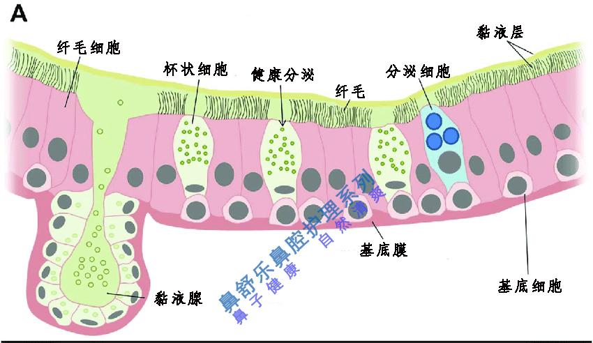 鼻屎多怎么回事? - 知乎