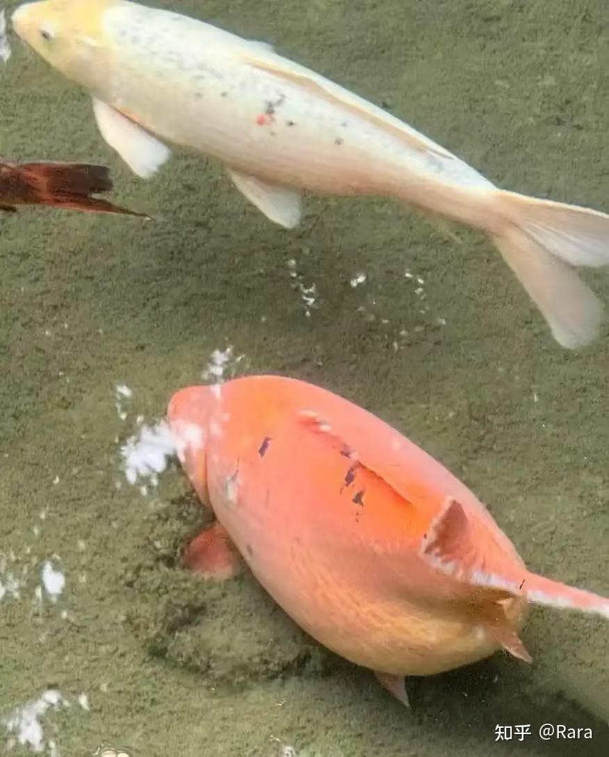 济南趵突泉锦鲤胖成「猪鲤」，景区称游客爱投喂，鱼记忆又很短，意识不到自己饱了，真的是这样吗？怎么减肥？ - 知乎