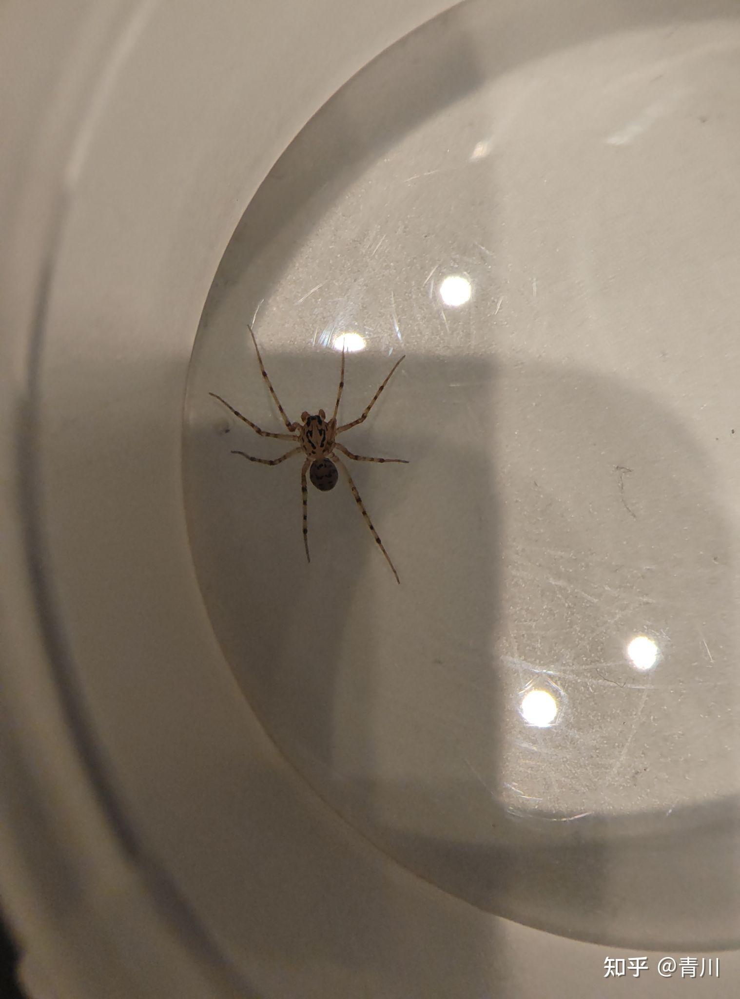请大家看看,这是什么蜘蛛?