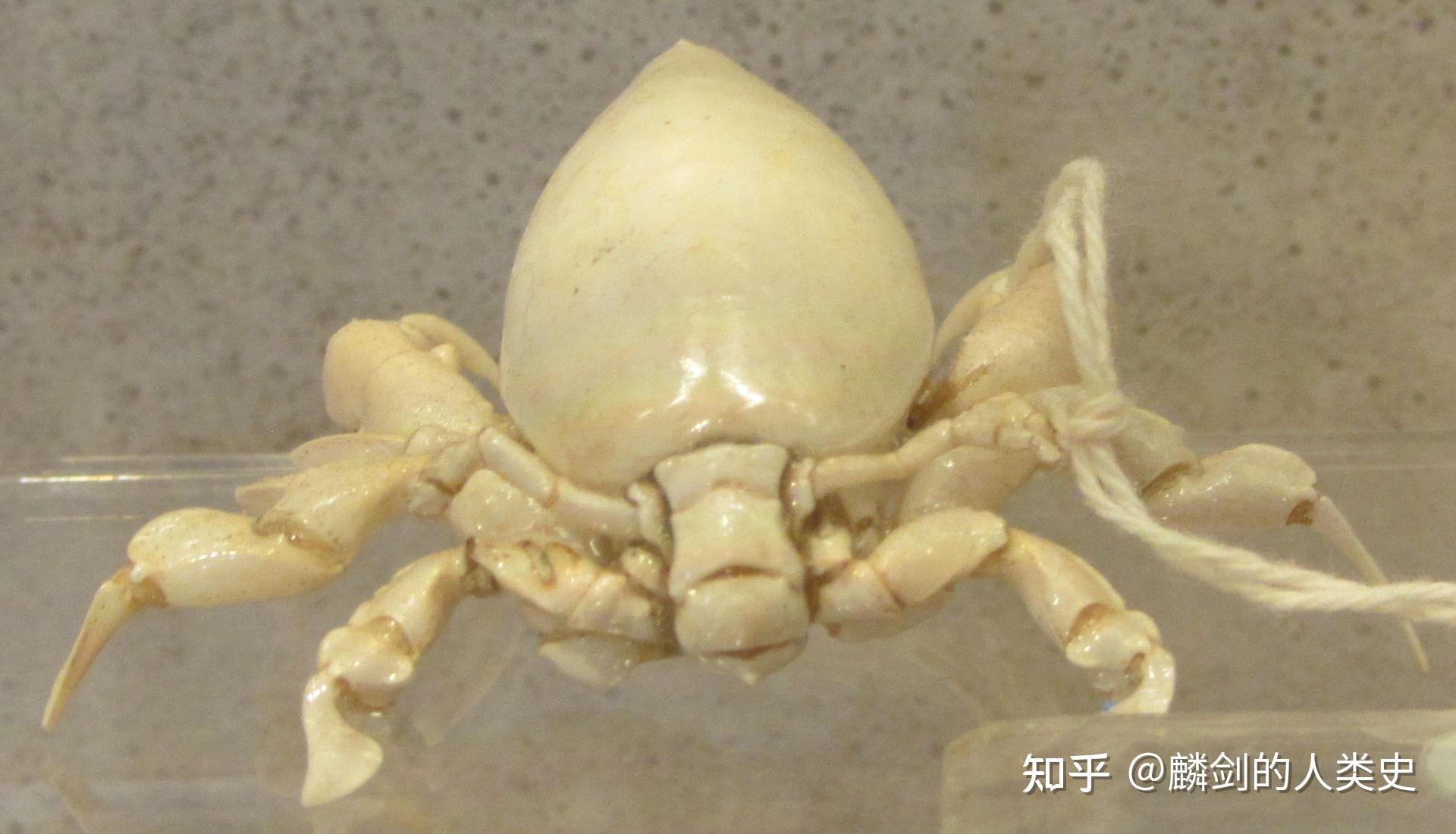【动物界全系列】蛙蟹派—琵琶蟹亚科 - 知乎