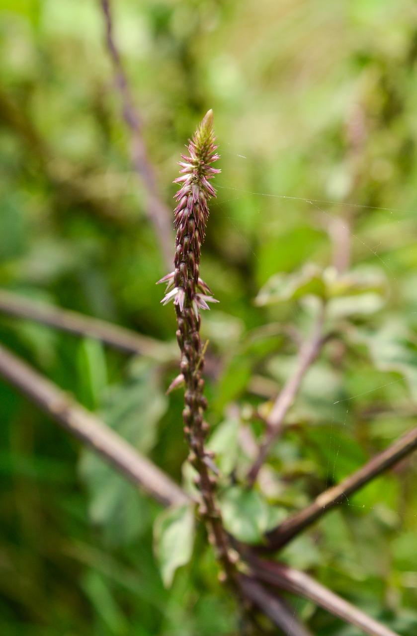 2. 最佳艾蒿播种期