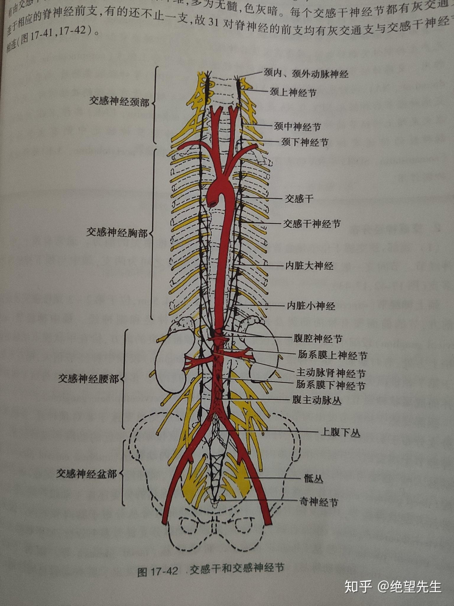 交感神经在中医理论中属于哪个脏腑