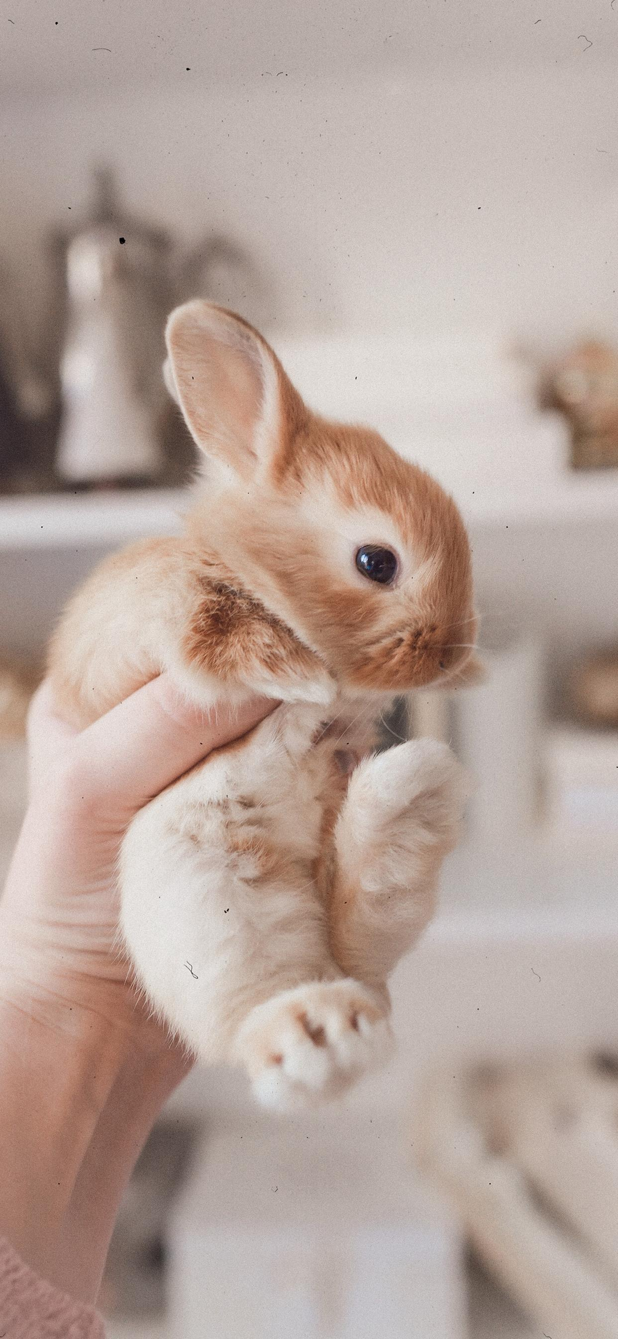 各位大神有没有可爱的兔兔壁纸呀