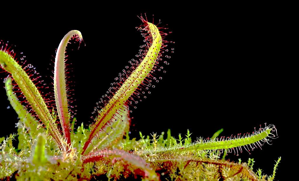 重庆首次发现吃虫植物圆叶茅膏菜有哪些信息值得关注这类植物如何捕食