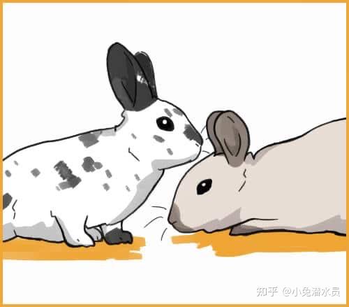 兔兔之间相互交流的 15 种方式 - 知乎