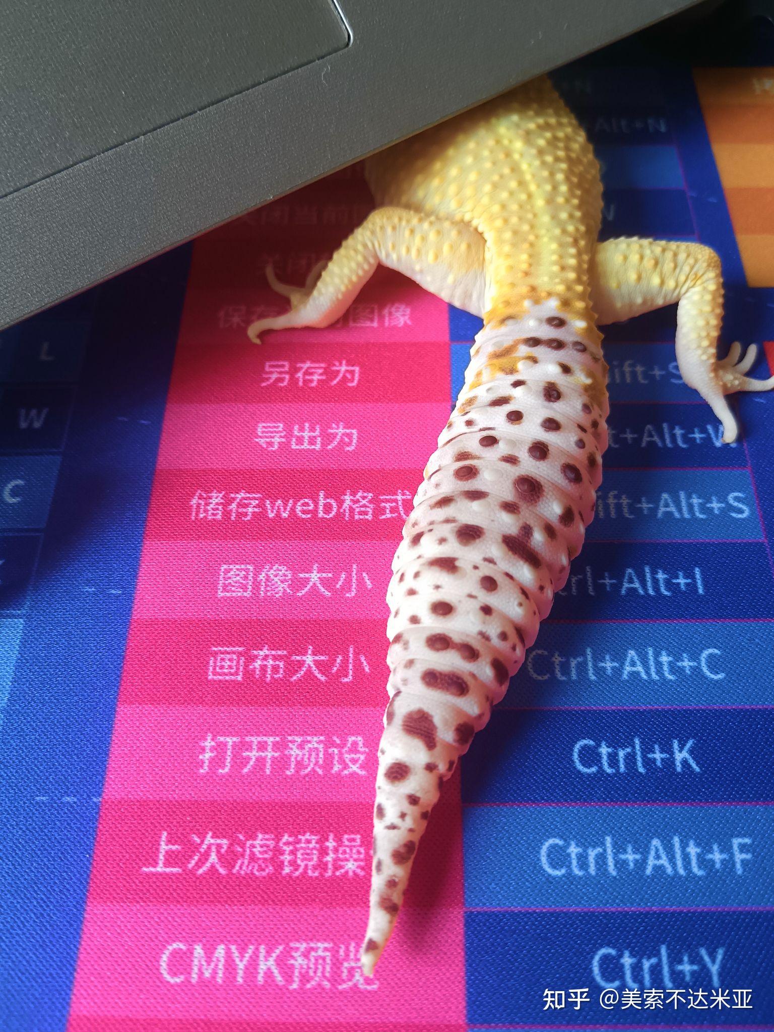 豹纹守宫的再生尾长不了原来那么长了吗? - 知乎