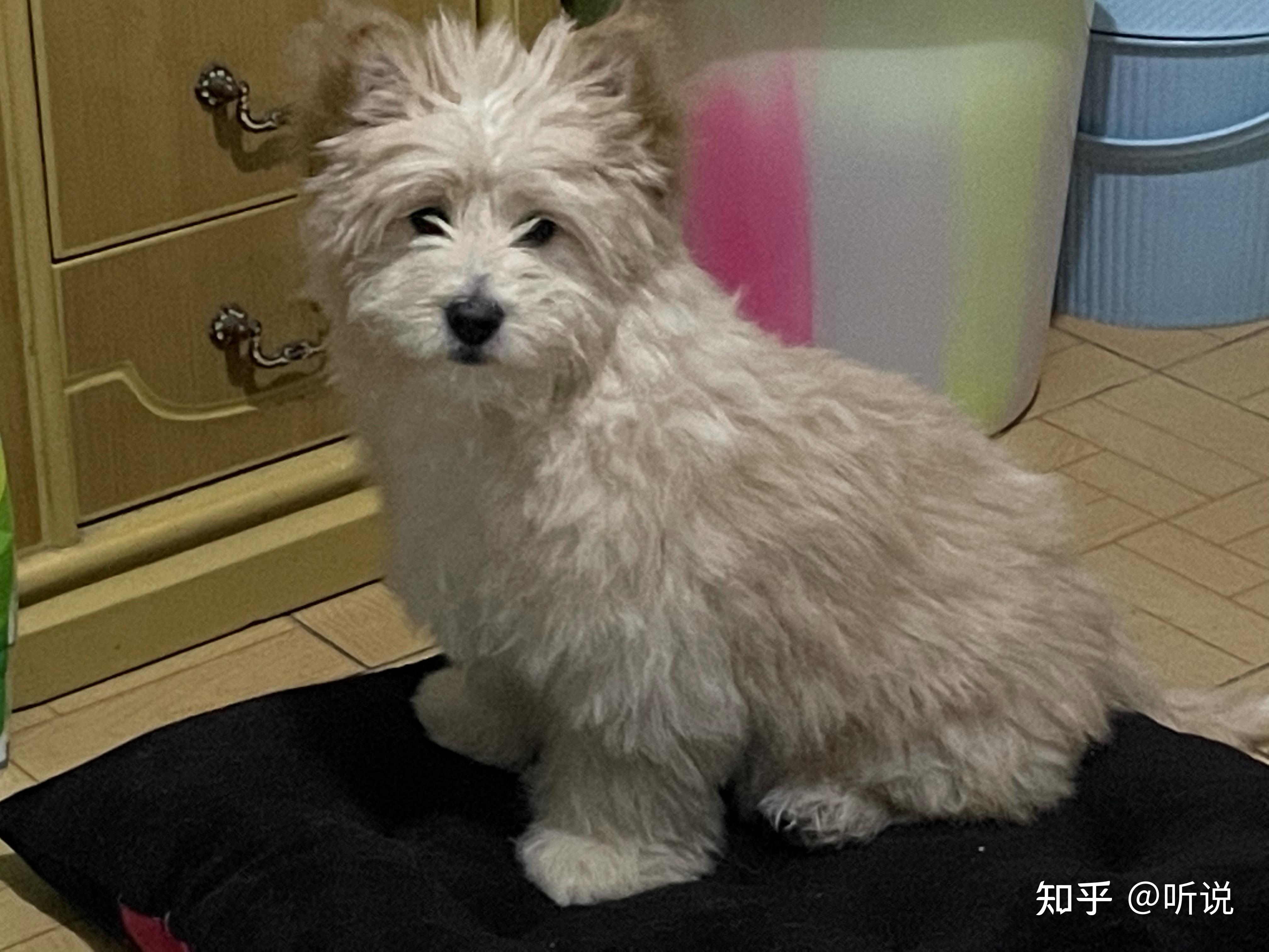 柴犬跟泰迪的串串是什么样子? - 知乎