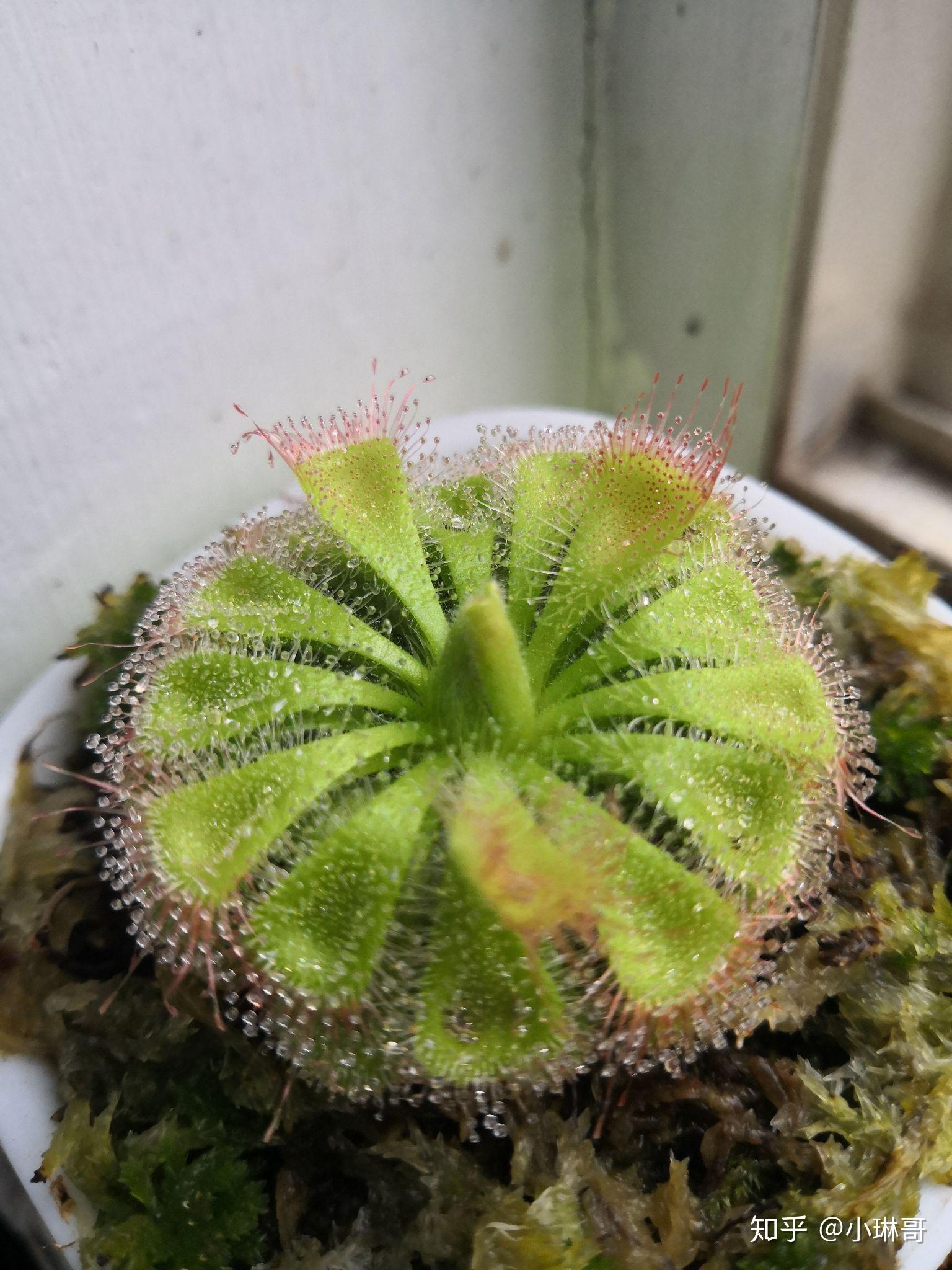 捕虫植物能否进行光合作用? - 知乎