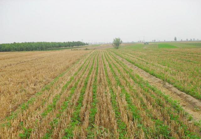 麦茬花生播种时的5个要点：选择品种很关键，种植密度有要求 - 知乎