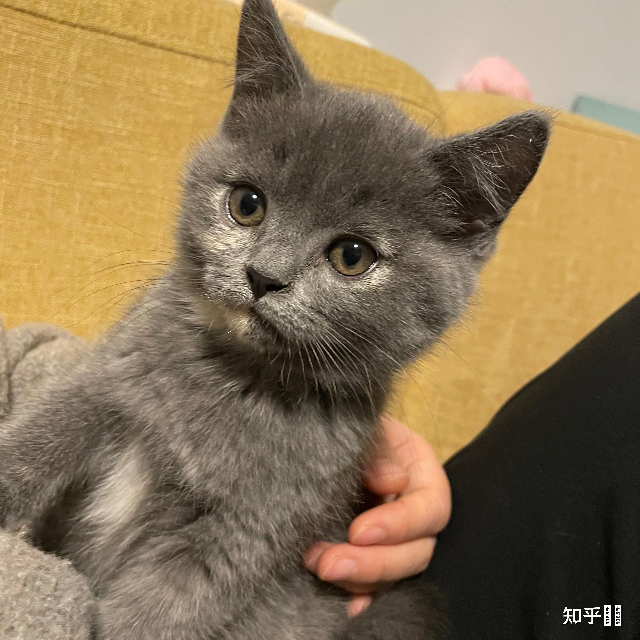 在猫舍那看中了一只猫,说是英短蓝乳色,请问有懂猫的吗,这只猫是英短