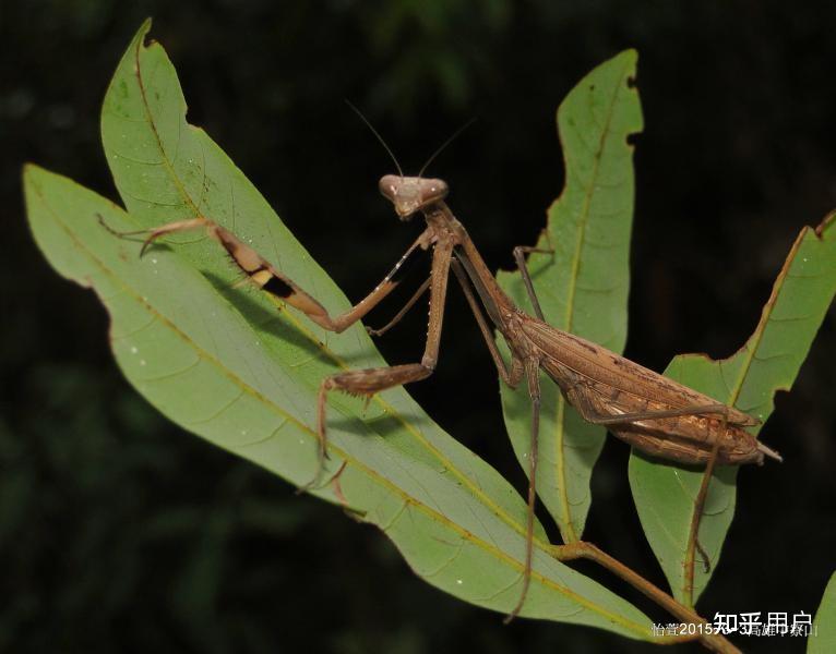 这个像螳螂的是什么