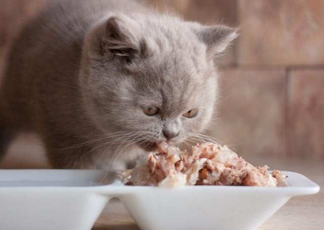 怎样培养猫咪正确的饮食习惯,有一个健康的“好身材”? - 知乎