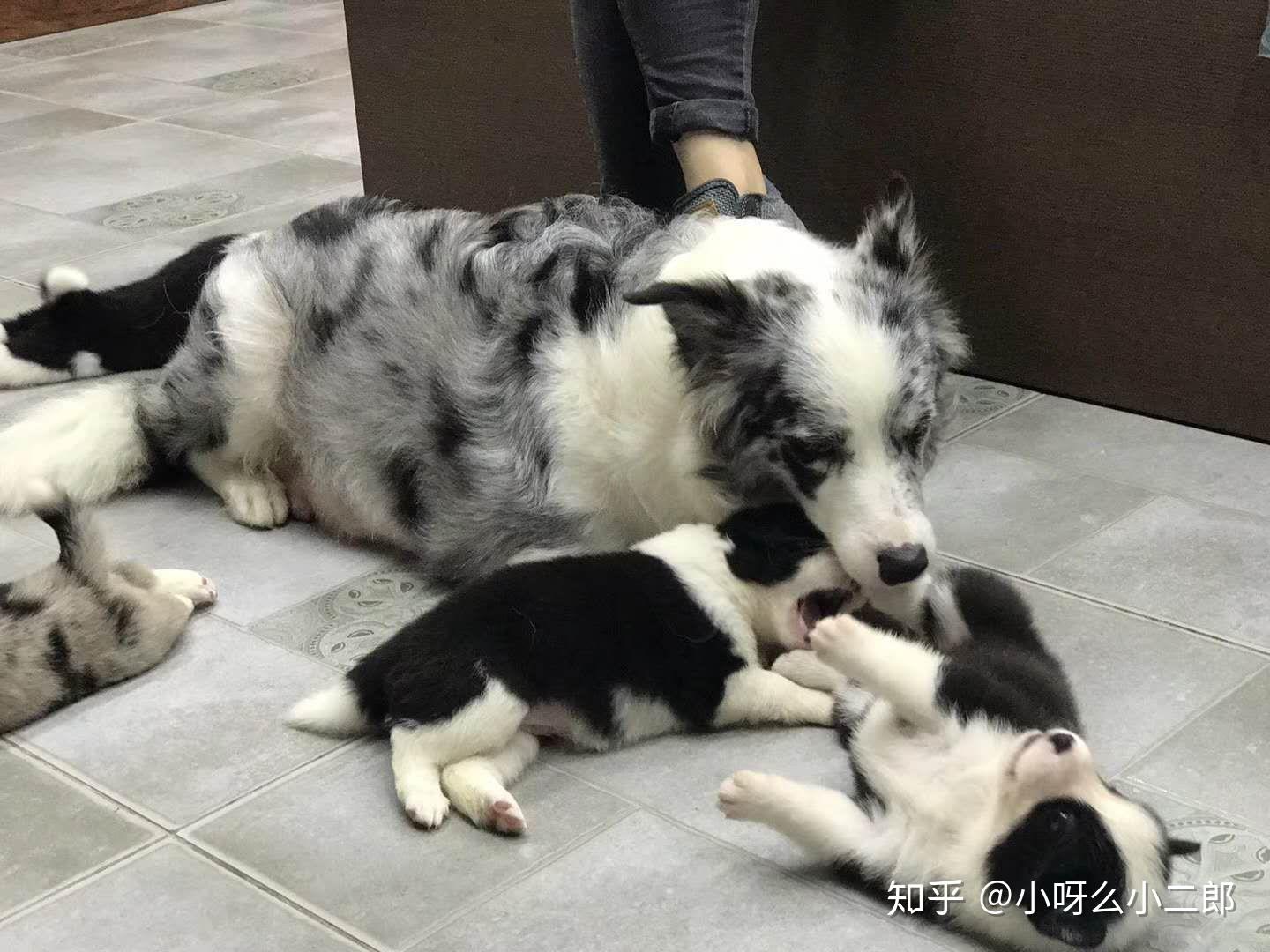 有人养过边牧和柯基的混血吗? - 知乎