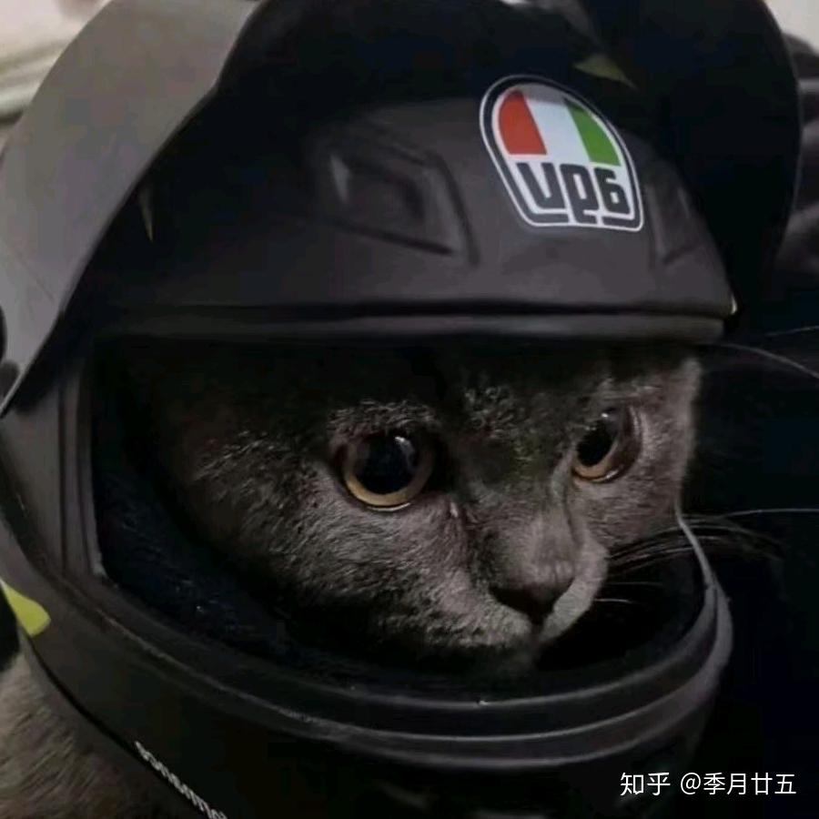 有没有类似的机车猫头像