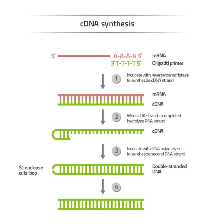 CDNA cdna