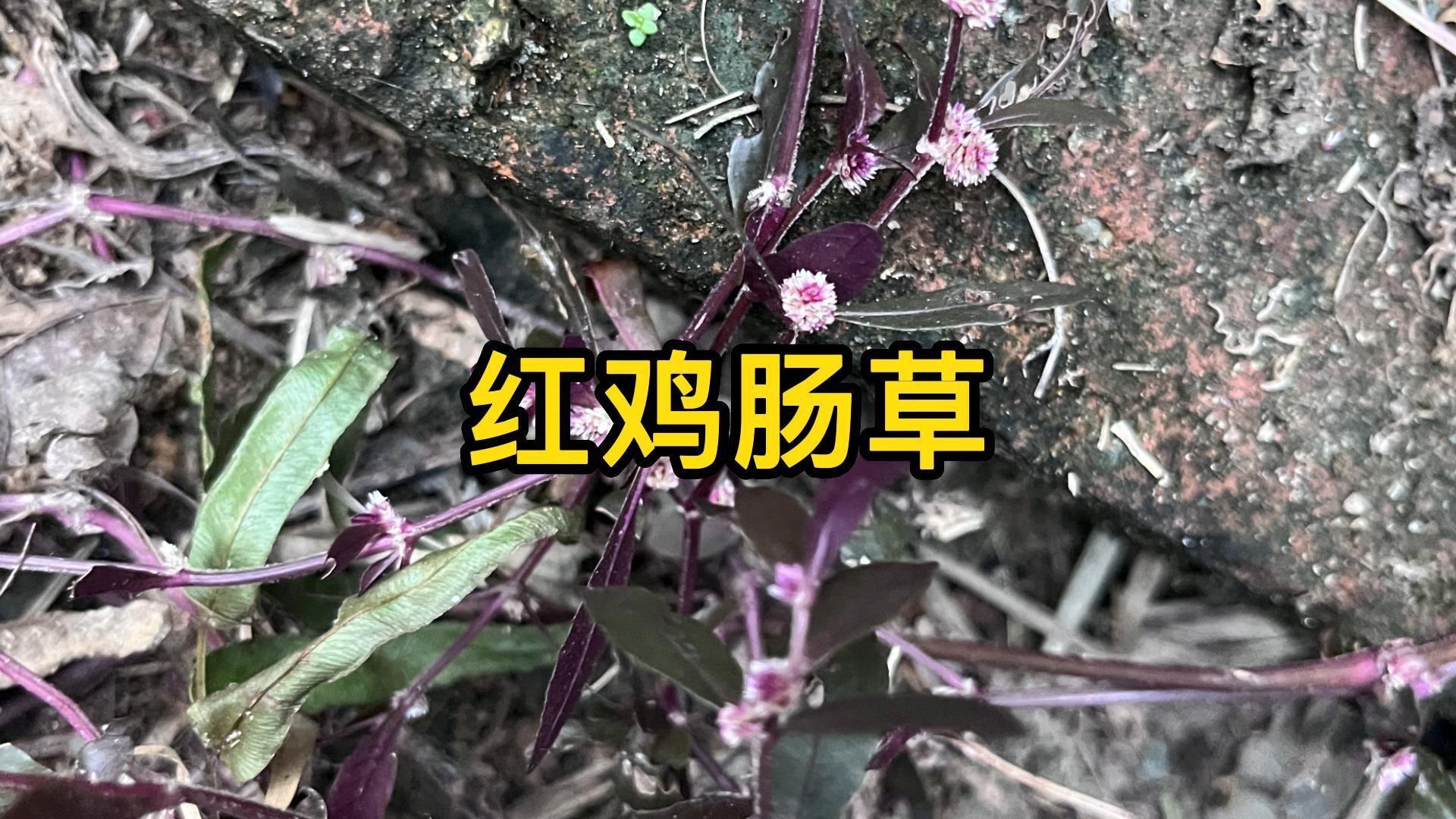 鸡肠草功效作用图片