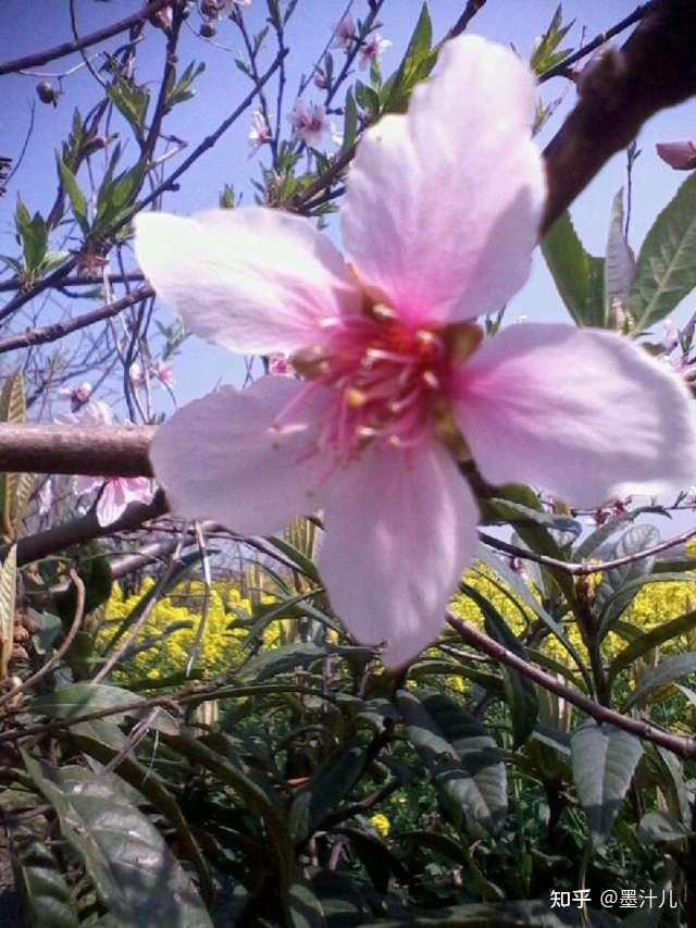 桃花的想 - 知乎