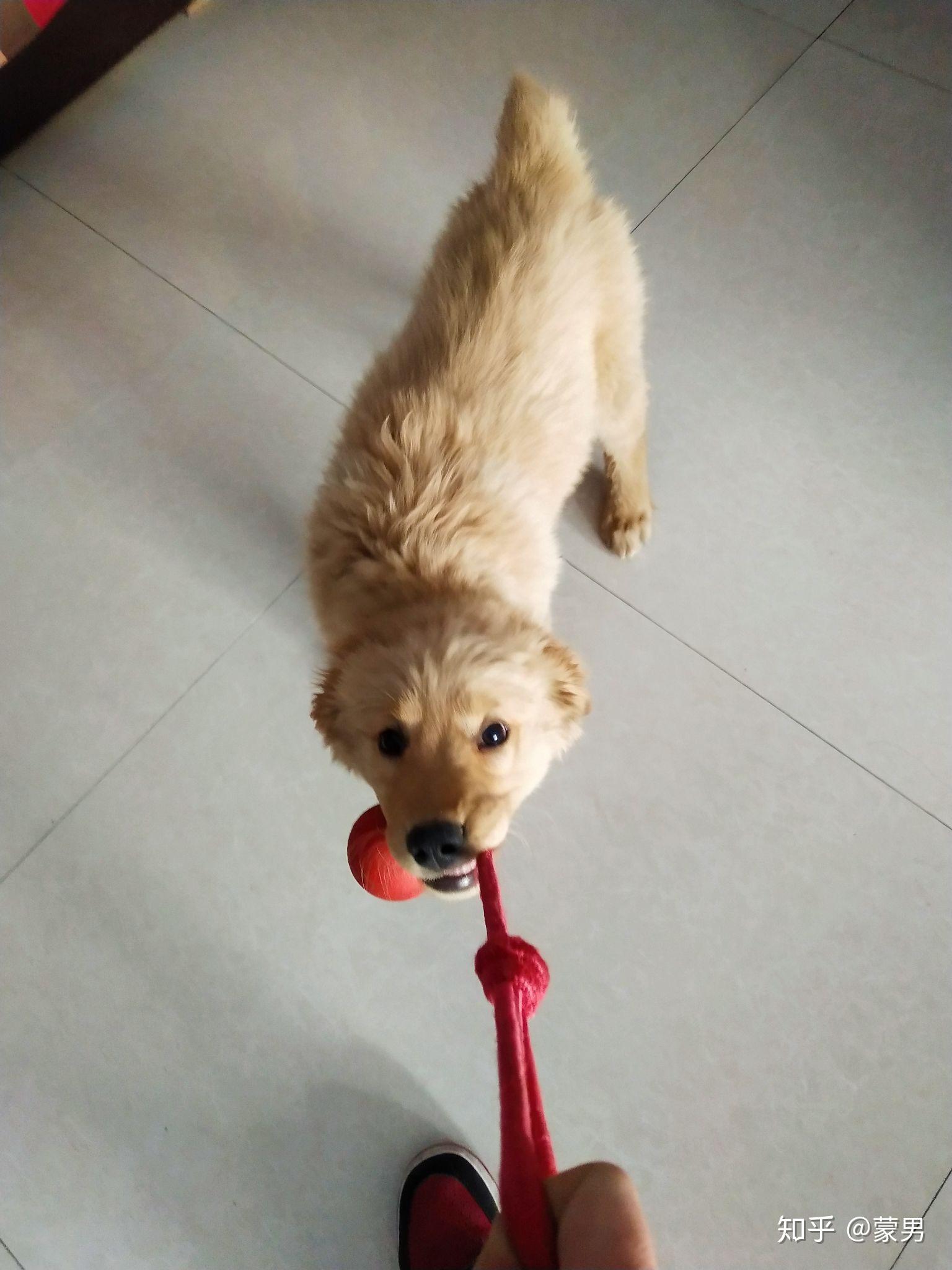 为什么看到人让犬咬住毛巾一边左右拉扯一边嘴里发出呜呜呜的声调说这