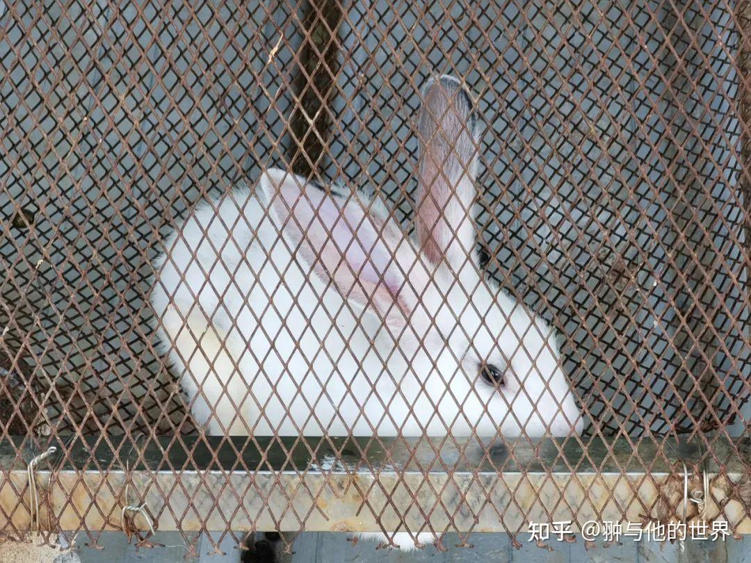 兔年谈斐波那契数列- 知乎