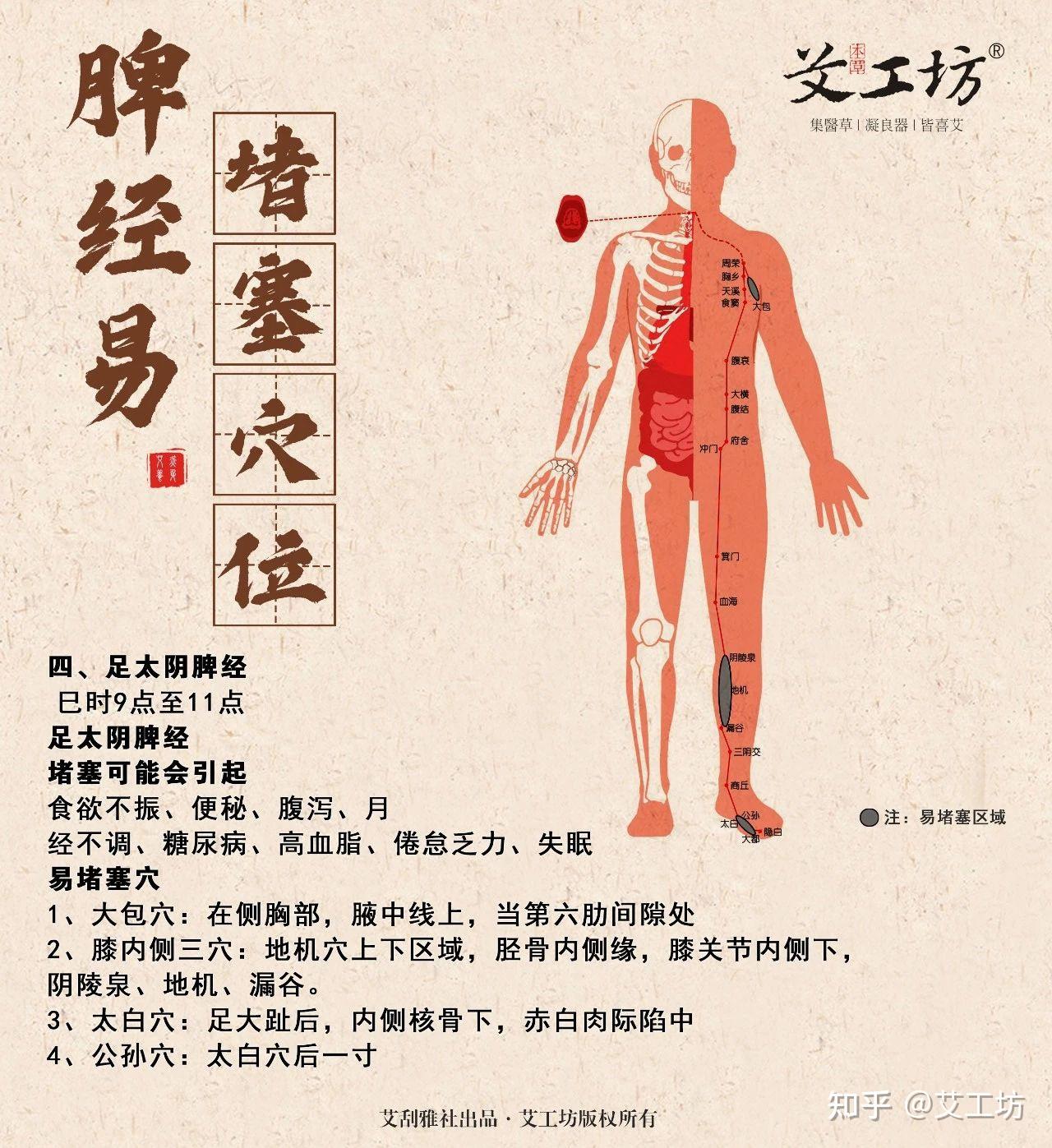 足太阴脾经 - 知乎