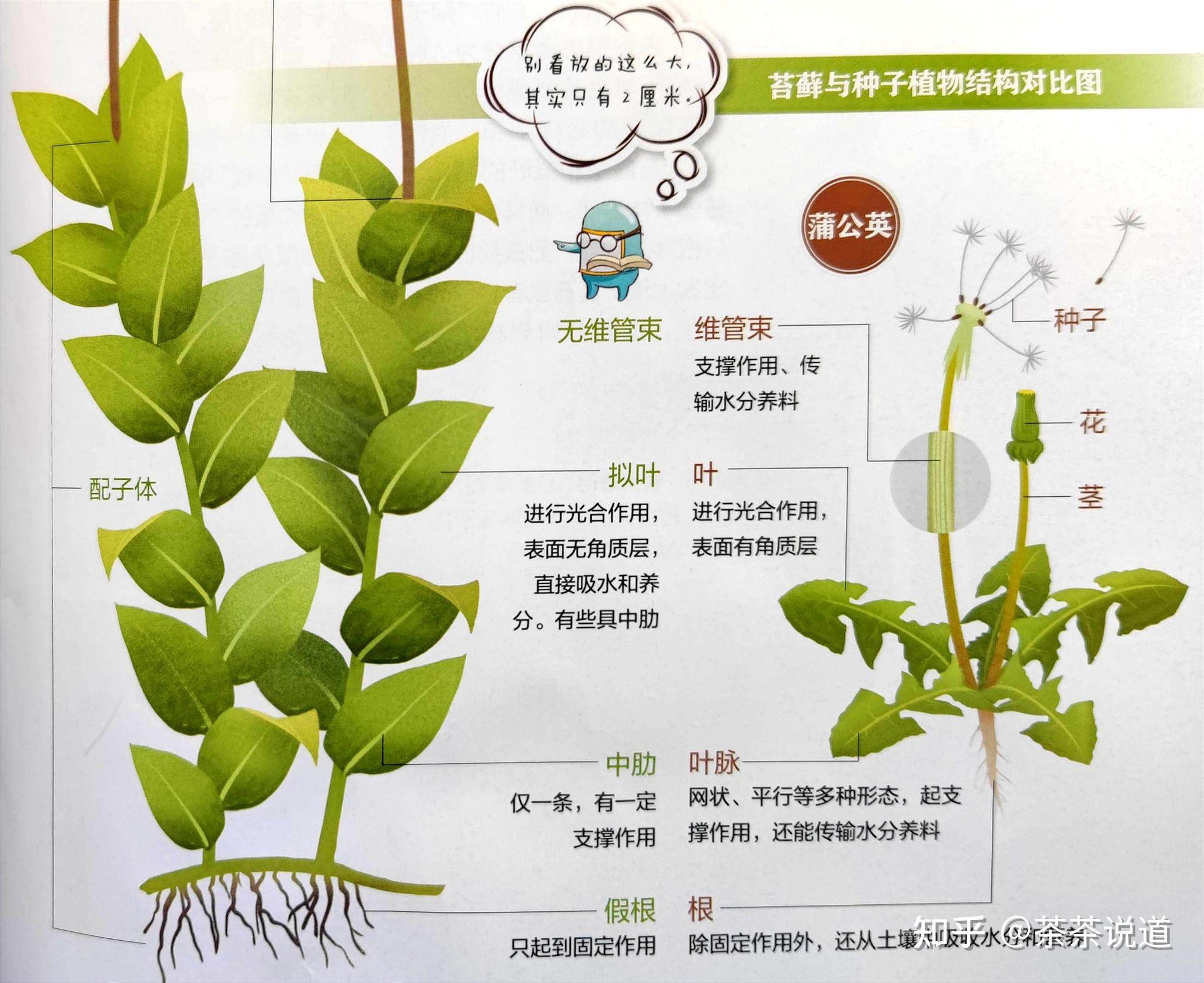 植物长高卡通图片