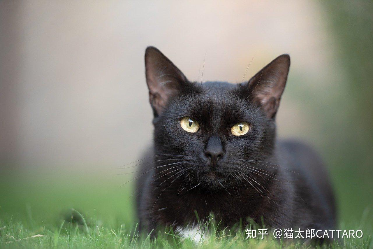 什么是玄猫,什么样的人适合养玄猫,有什么禁忌吗? - 知乎
