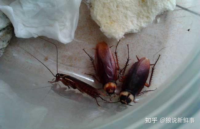 在家里的卫生间看见一只蟑螂,是不是代表我家有无数只? 