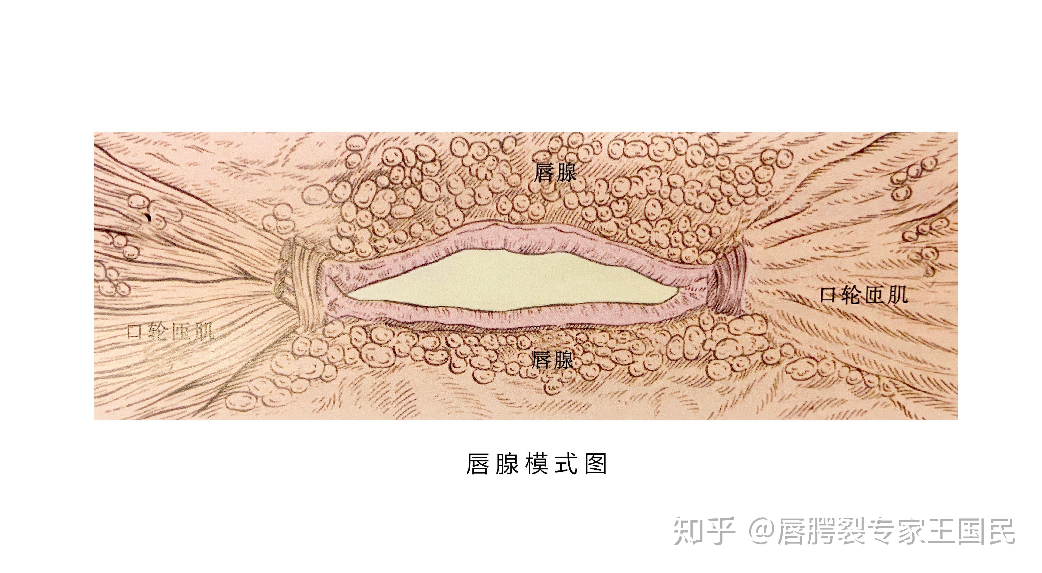 唇的解剖 - 知乎