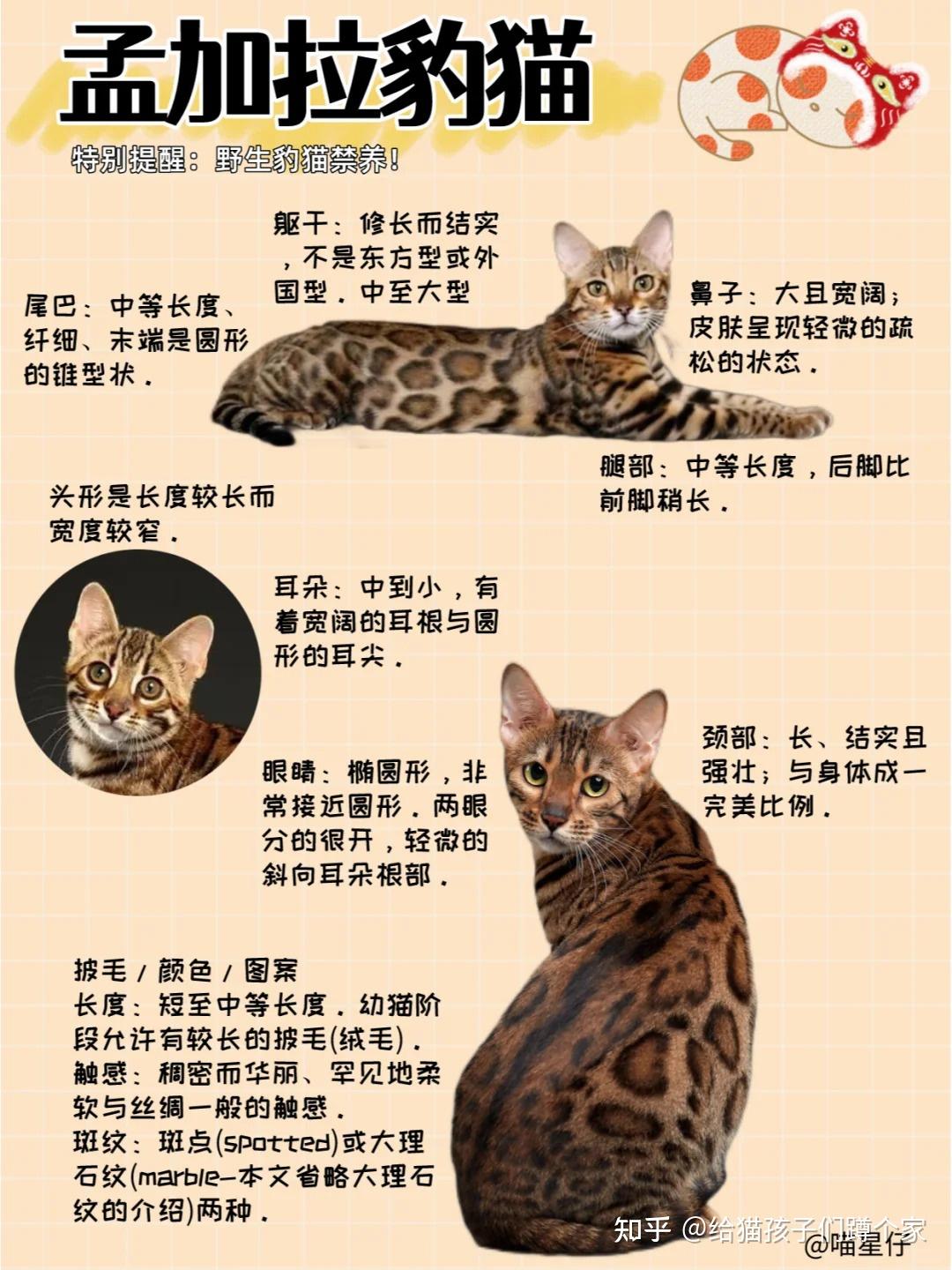 豹纹猫多少钱一只图片