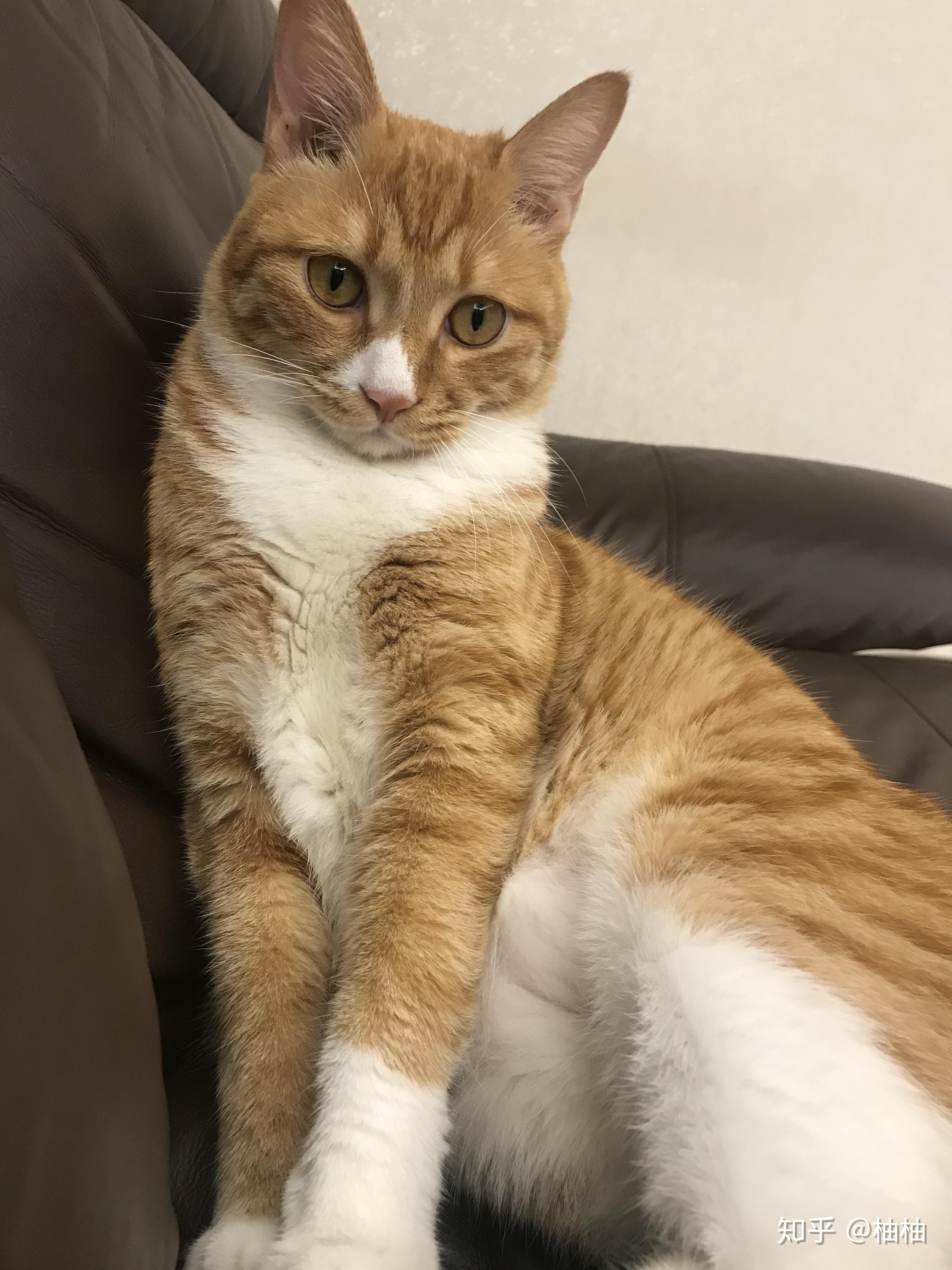 你见过最好看的橘猫长什么样