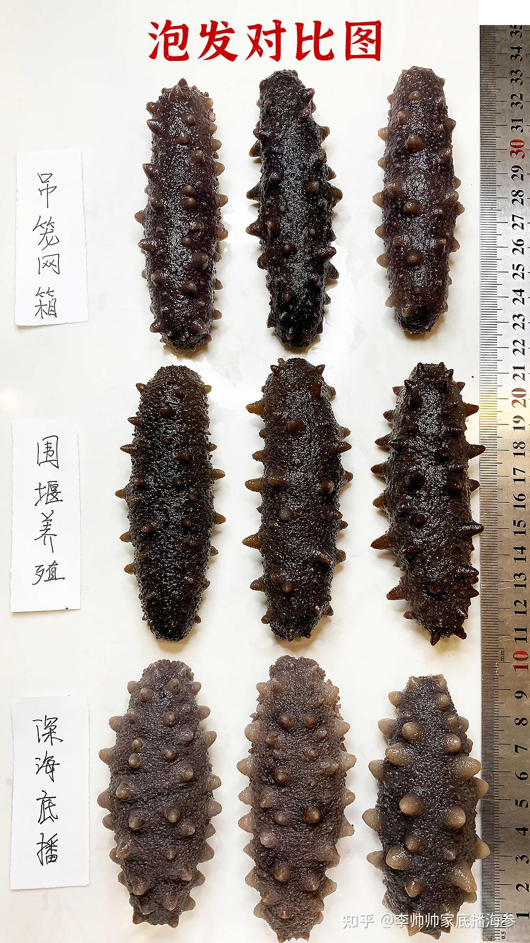 海参到底该怎么选购?如何分辨海参优劣?5分钟教你从小白成为海参专家!