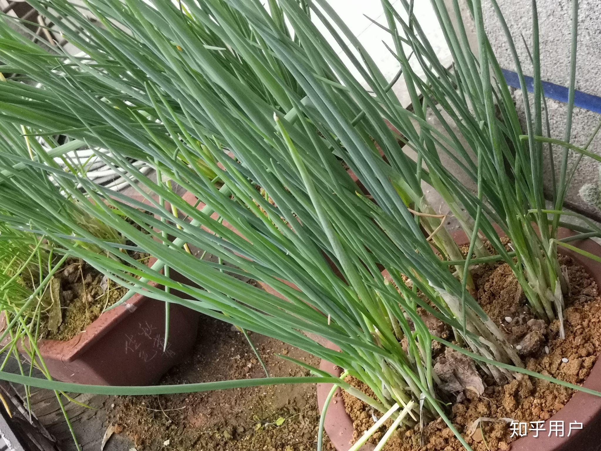 南方人真的把葱当成佐料吗