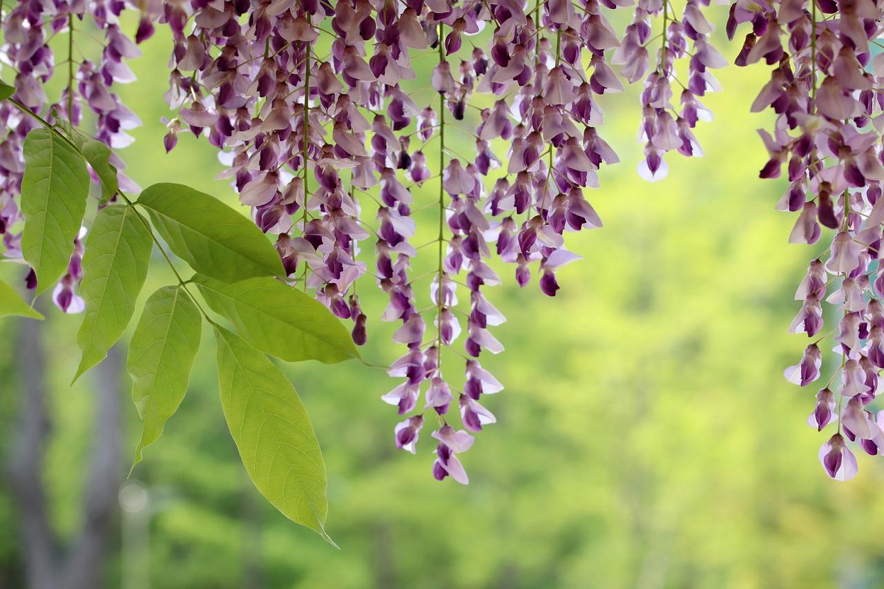 1. 春意盎然家园颂