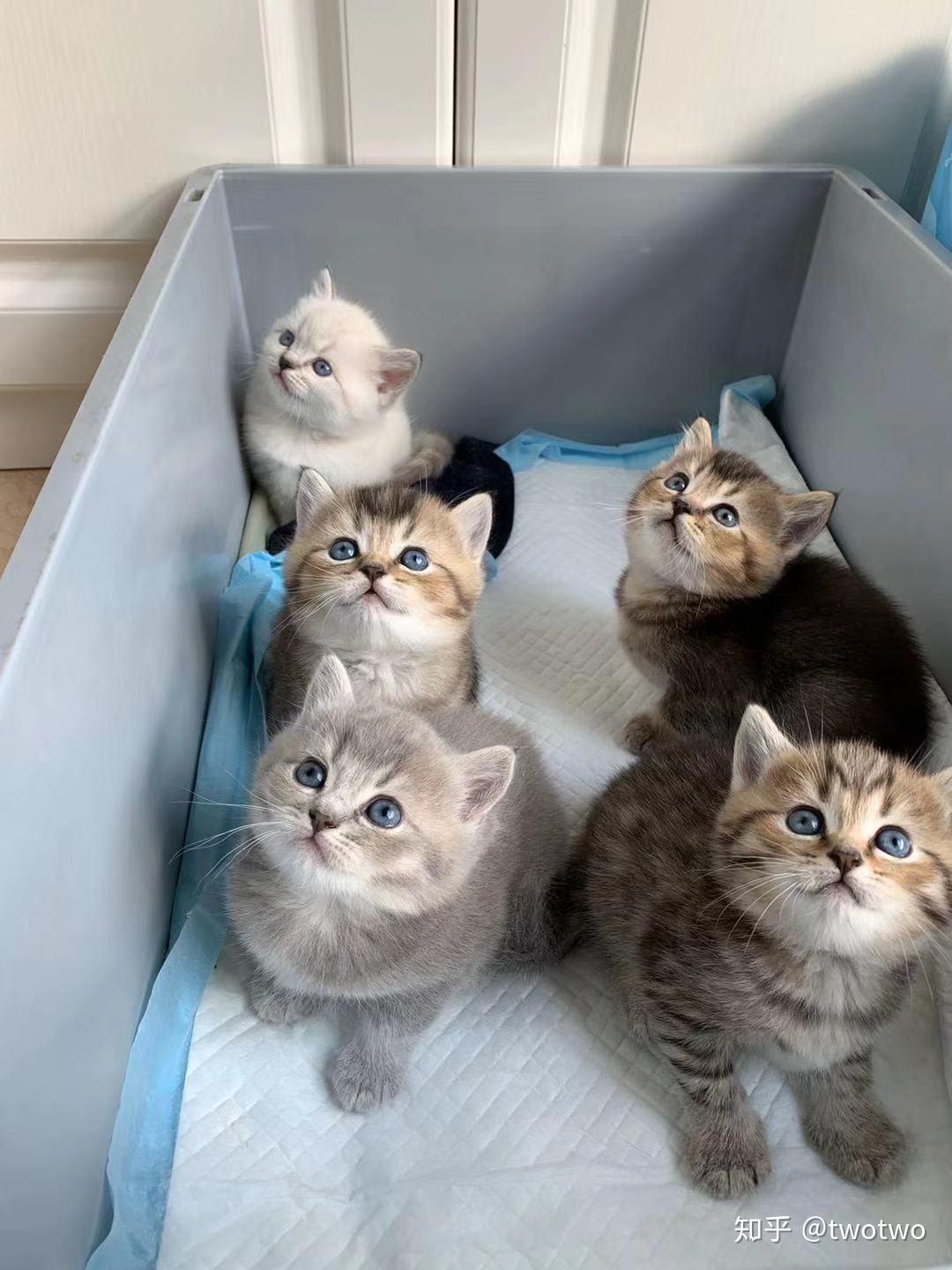 有没有蓝猫公和母猫金渐层配的会出什么样的毛色