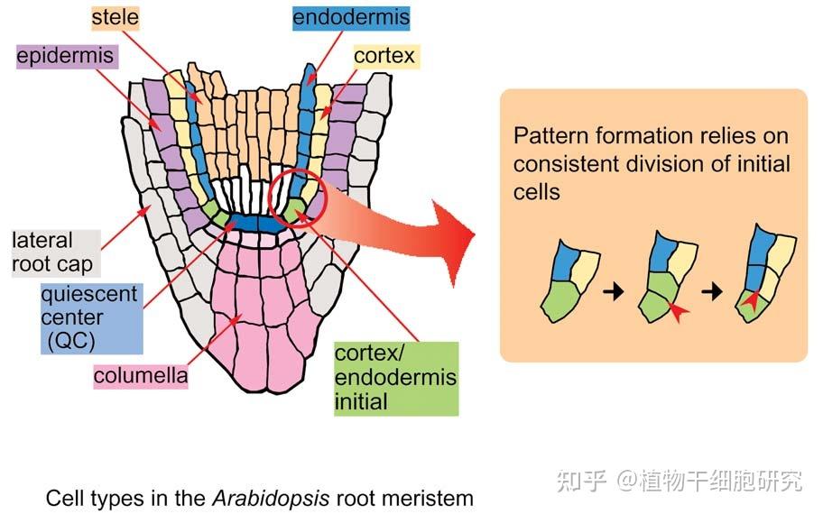 植物根尖分生区有哪些特点? - 知乎