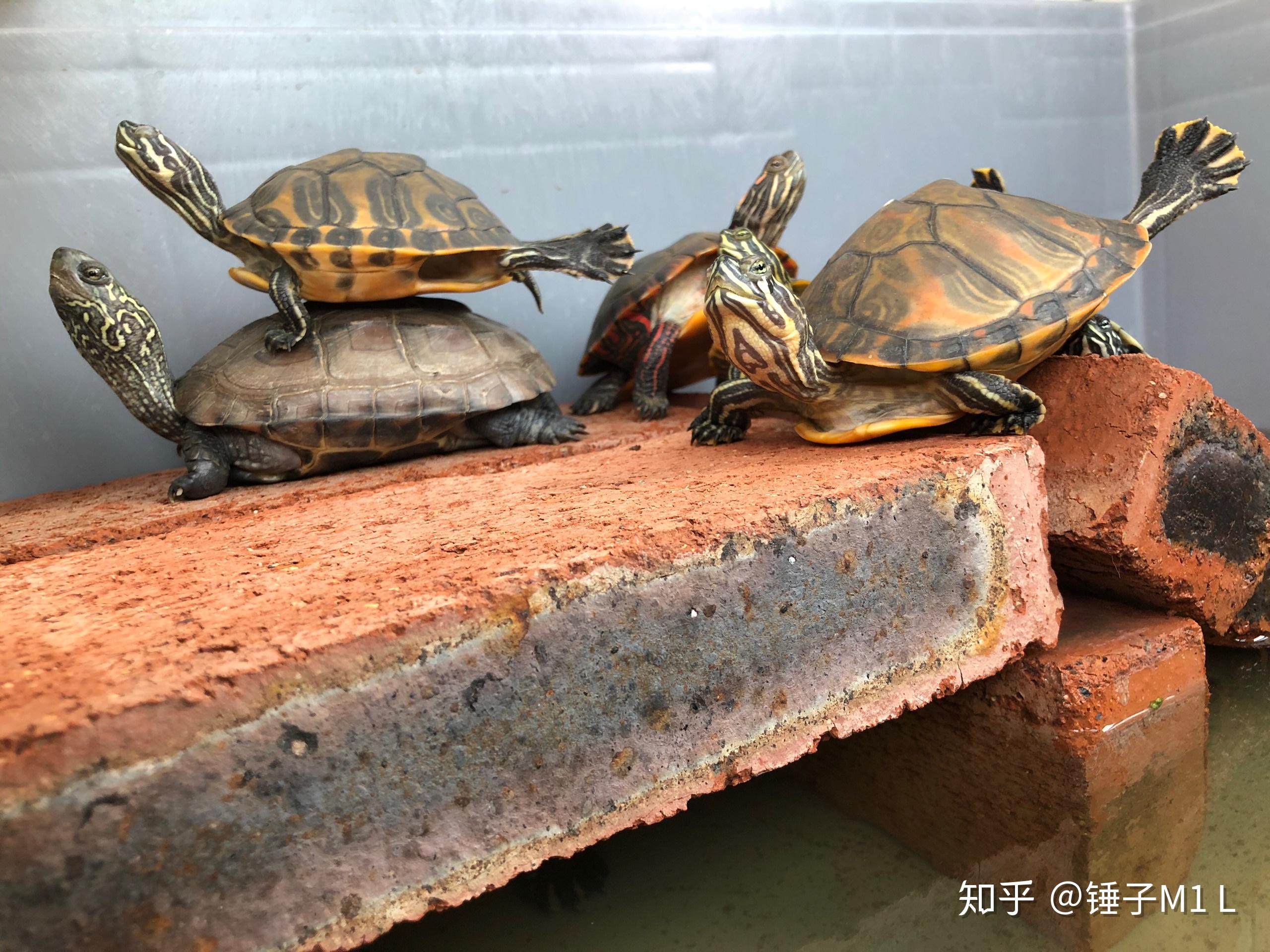 大乌龟不介意小乌龟趴它背上是普遍现象吗?