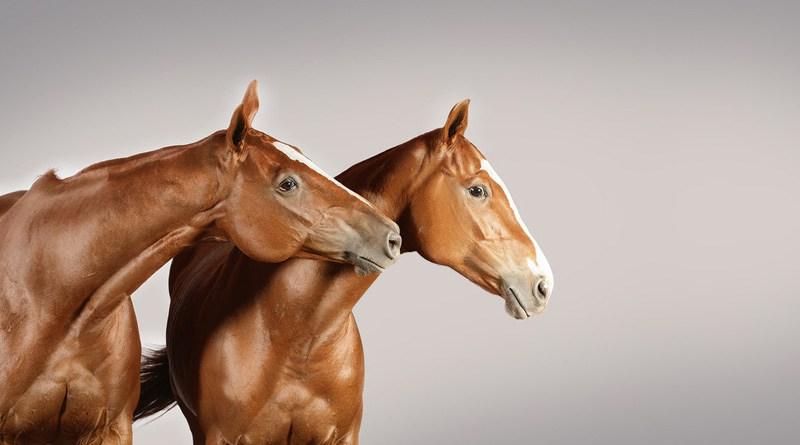 克隆马技术的成熟意味着什么