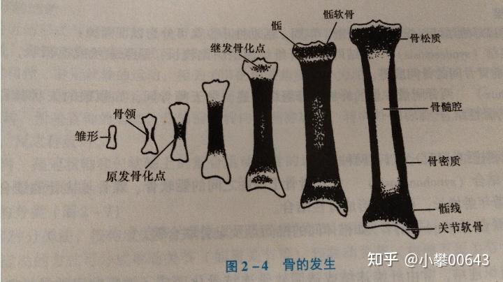 运动系统（骨学篇） - 知乎