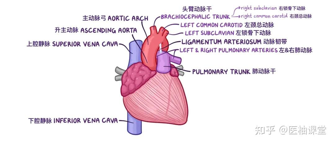 人体解剖学基础：心脏 - 知乎