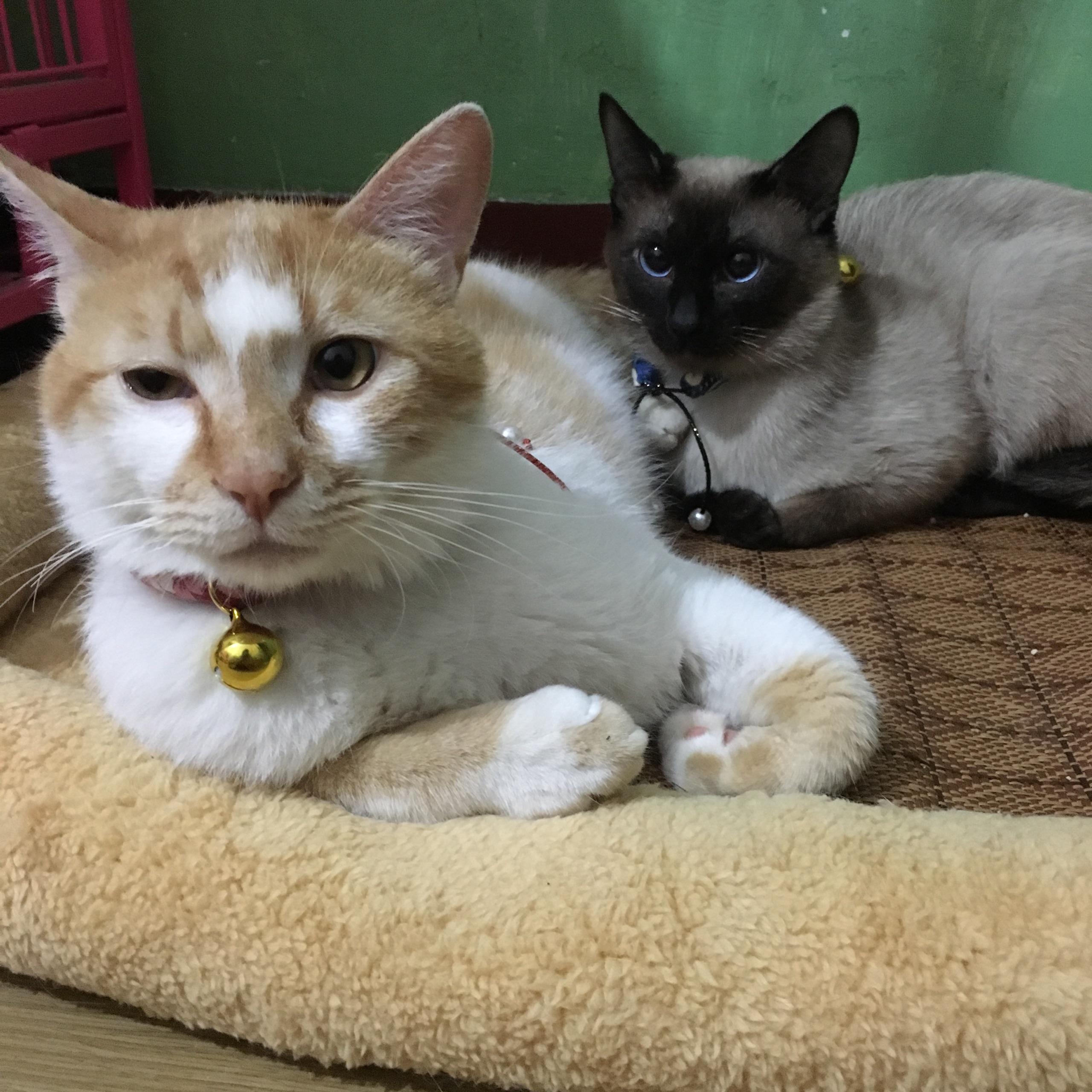 暹罗猫和橘猫混血图片
