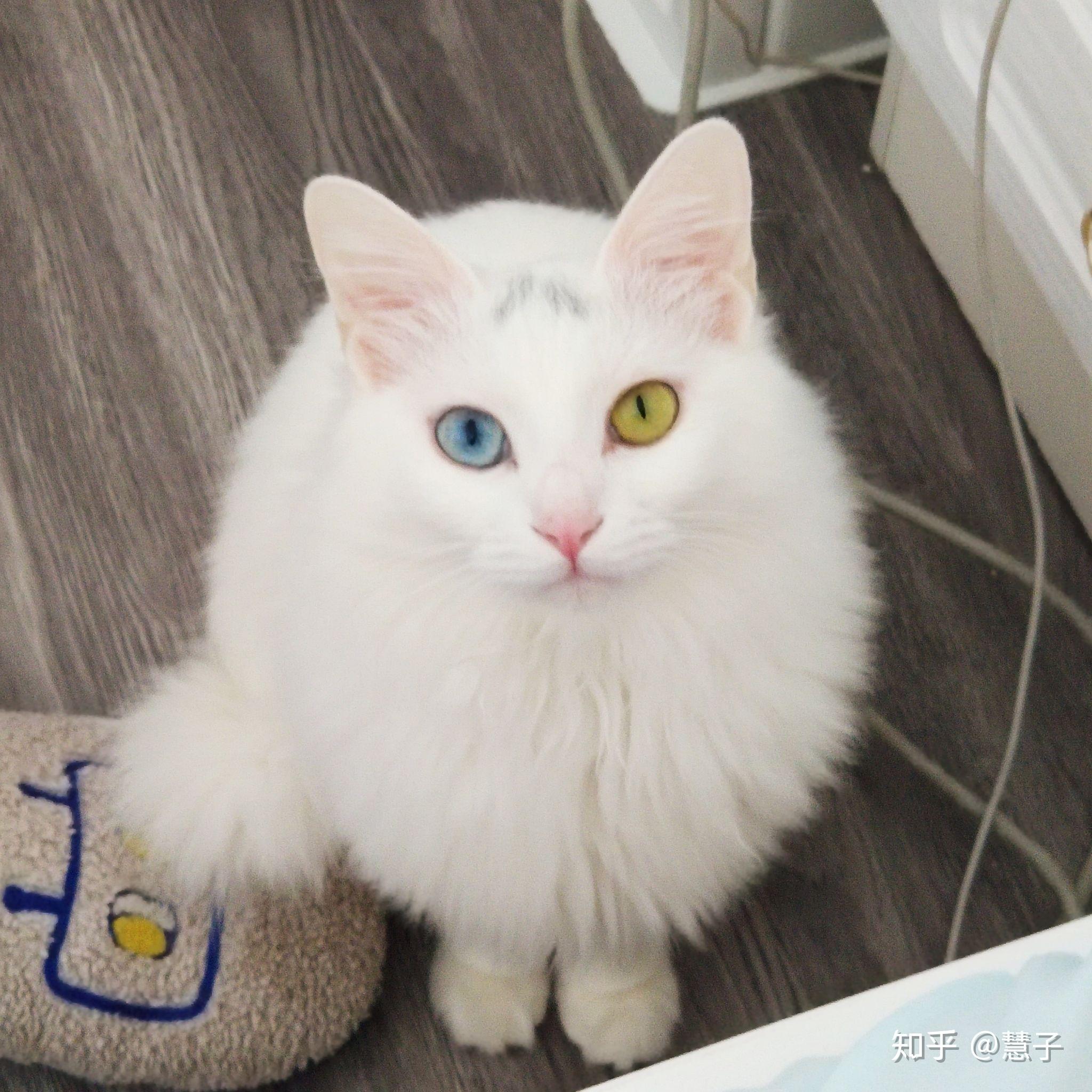 狮子猫大概是什么价格