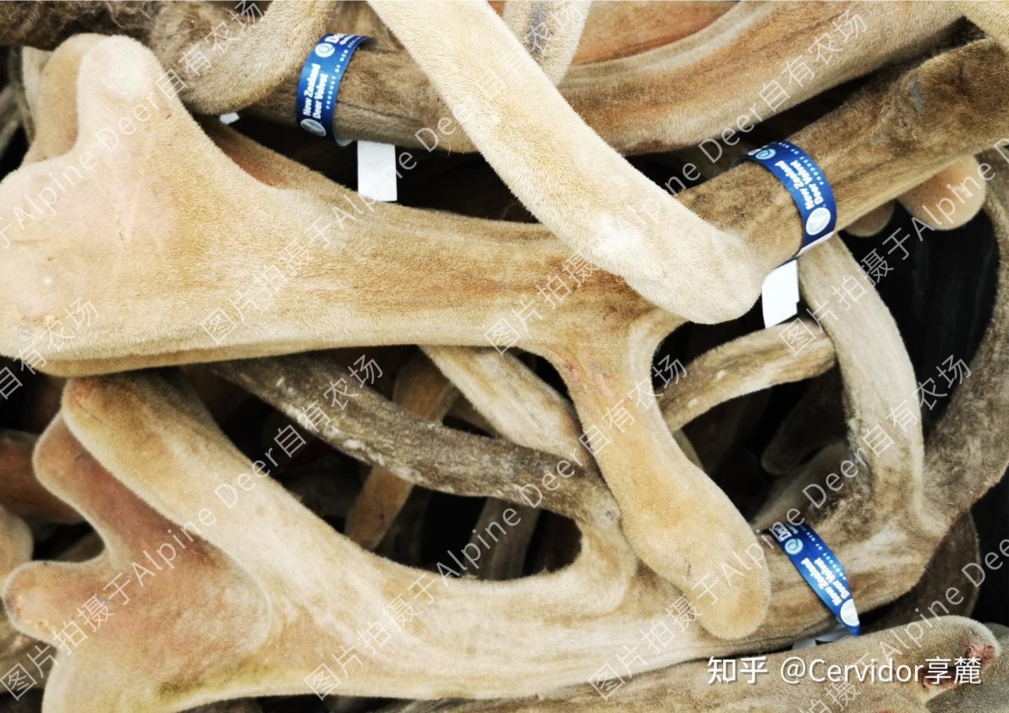 新西兰鹿茸的收取究竟有多严格？ - 知乎