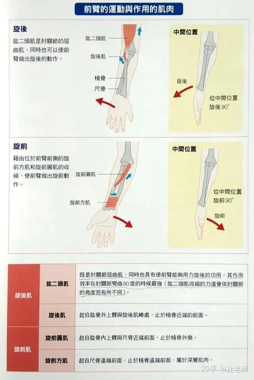 为什么引体向上反手比正手容易？ - 知乎