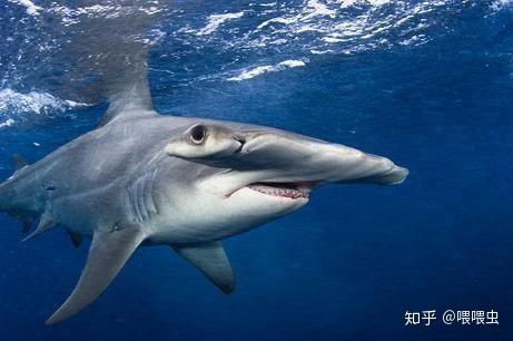 眼距宽是种什么体验? - 知乎