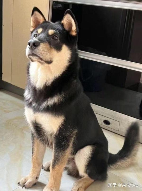 为什么所有狗里面土狗最丑但是最难死难道长得丑活得久