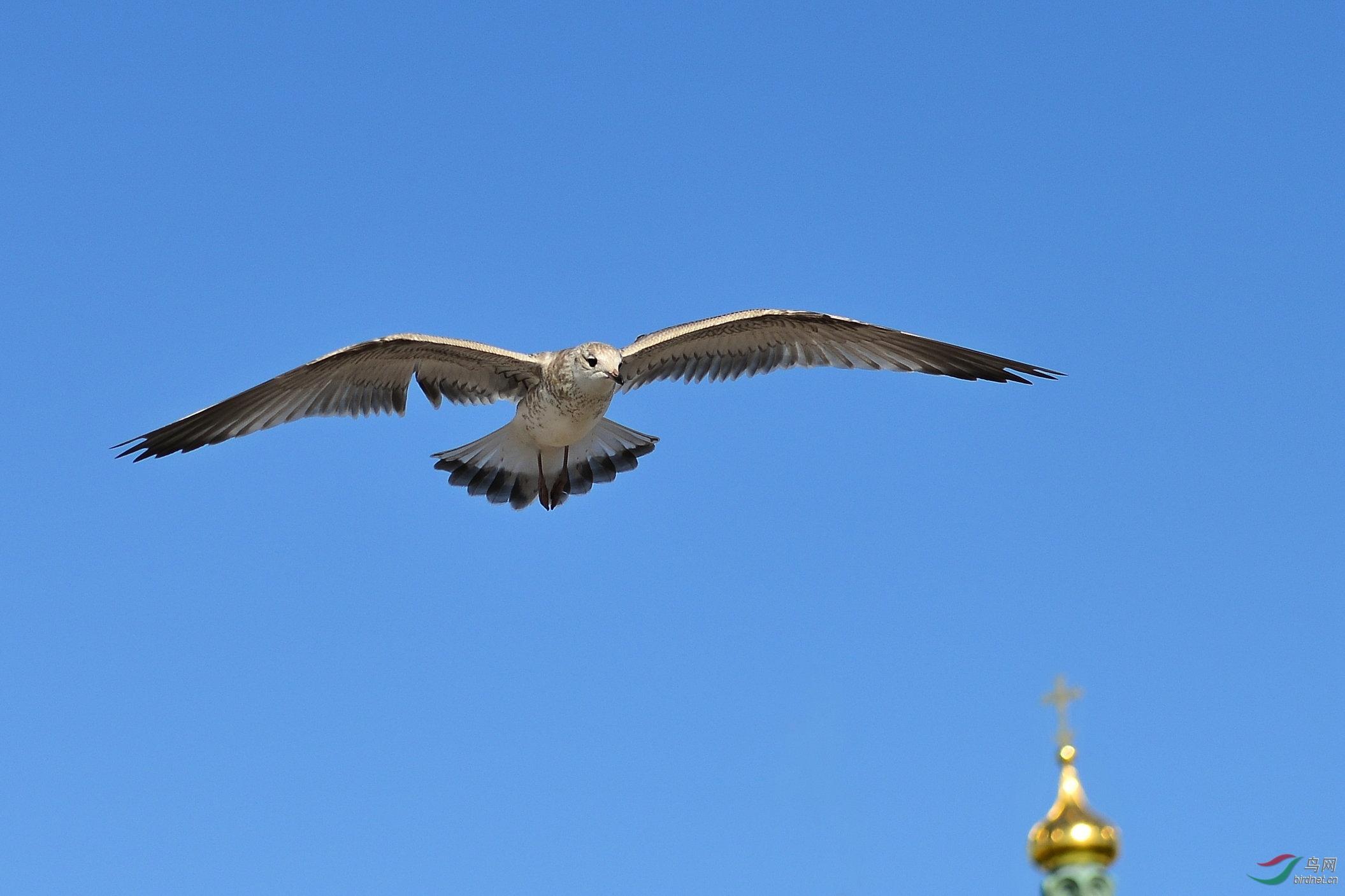 好书推荐《海鸥乔纳森》
