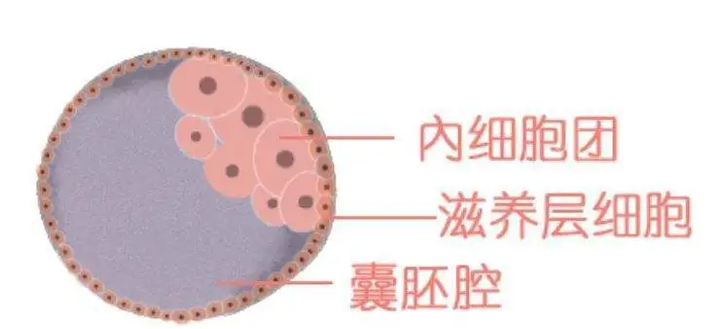 鲜胚、冻胚、囊胚,移植哪种胚胎更好? - 知乎